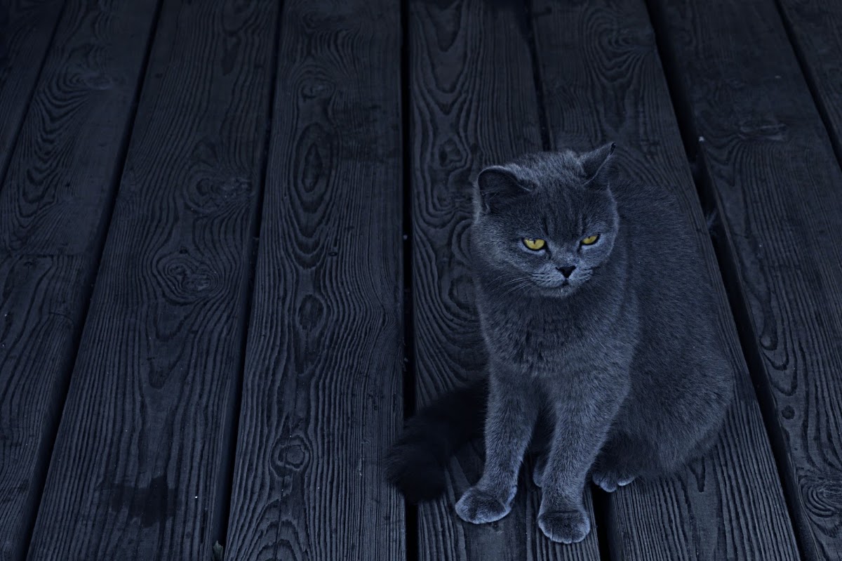 «Котэ»