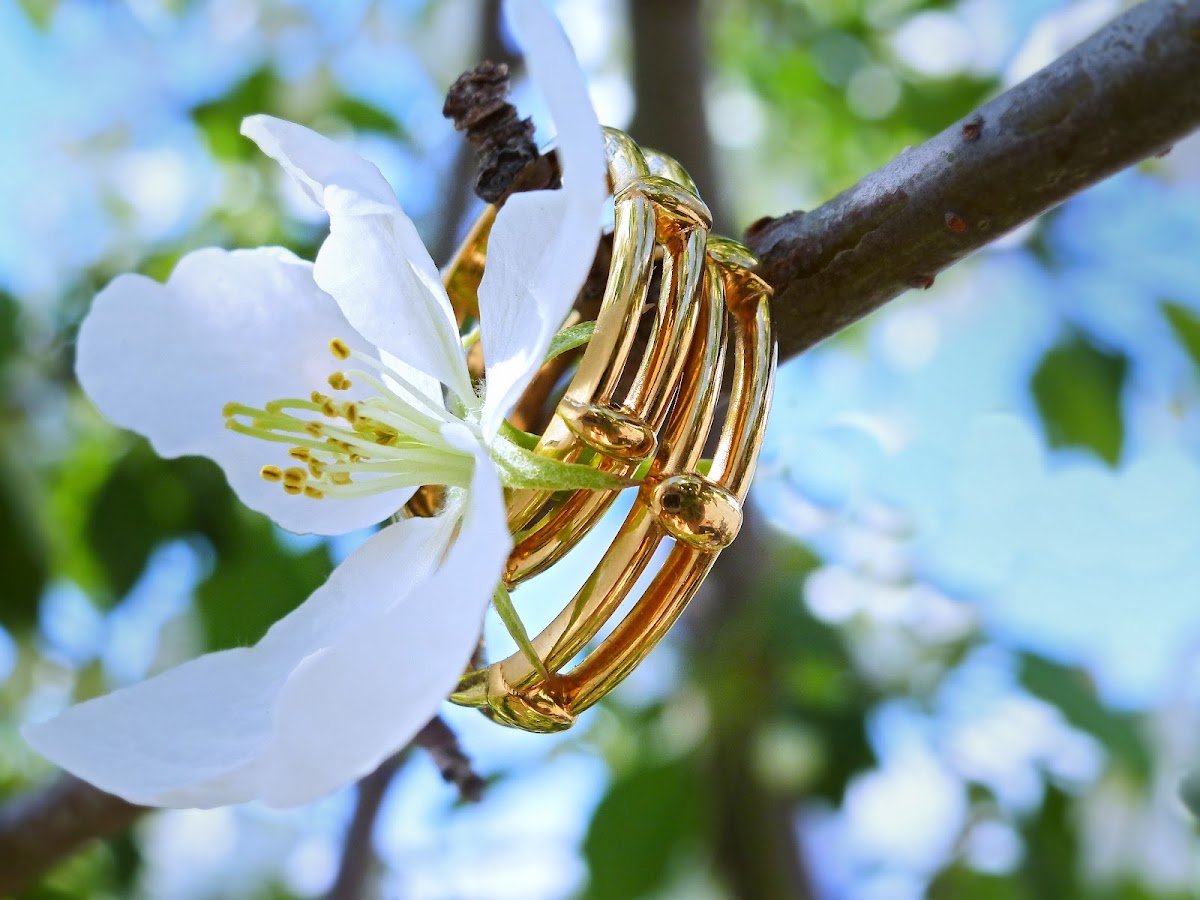 Blooming garden