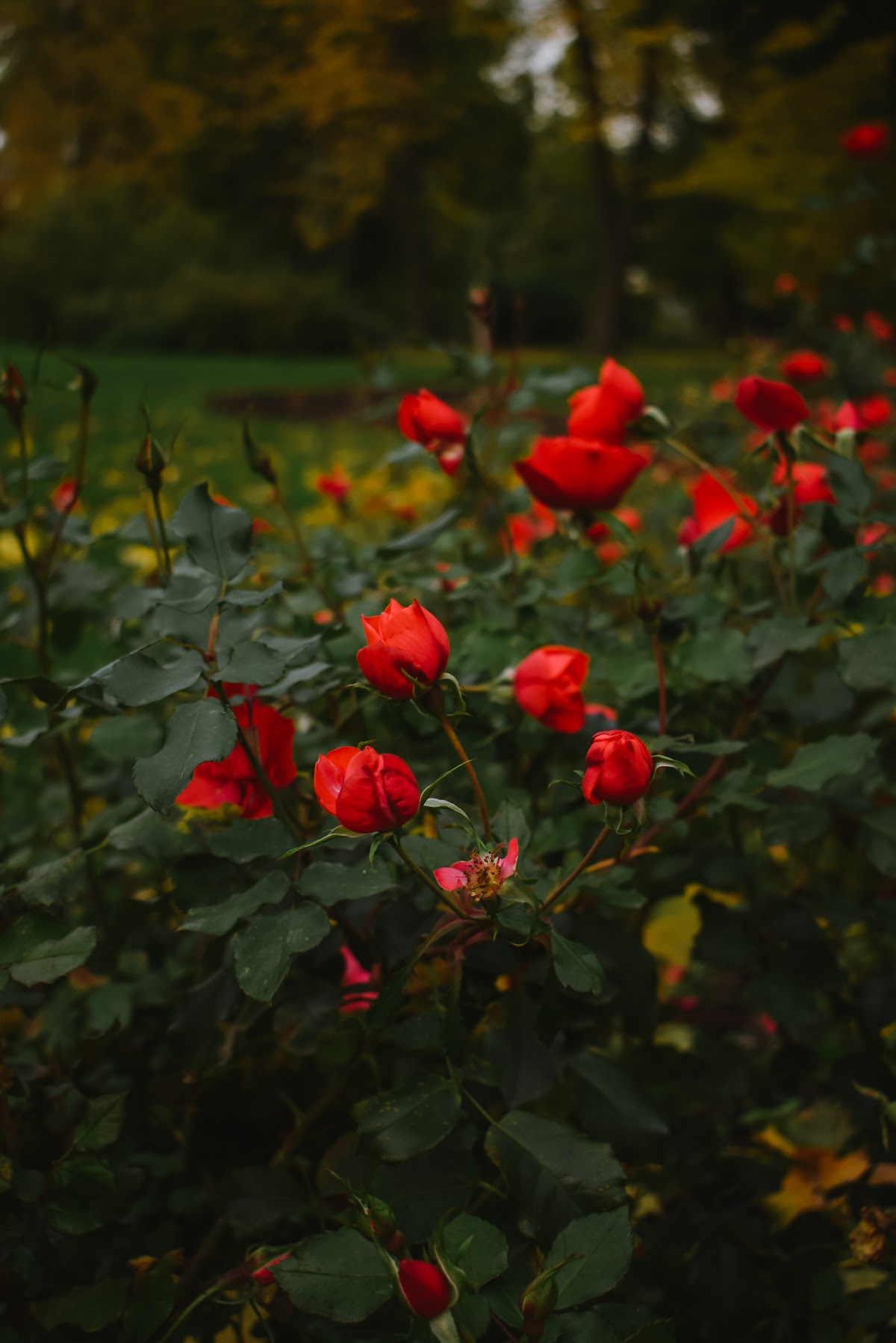 Портфолио: Love story