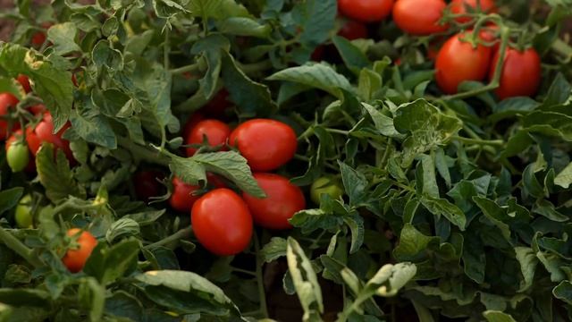 Портфолио: Реклама