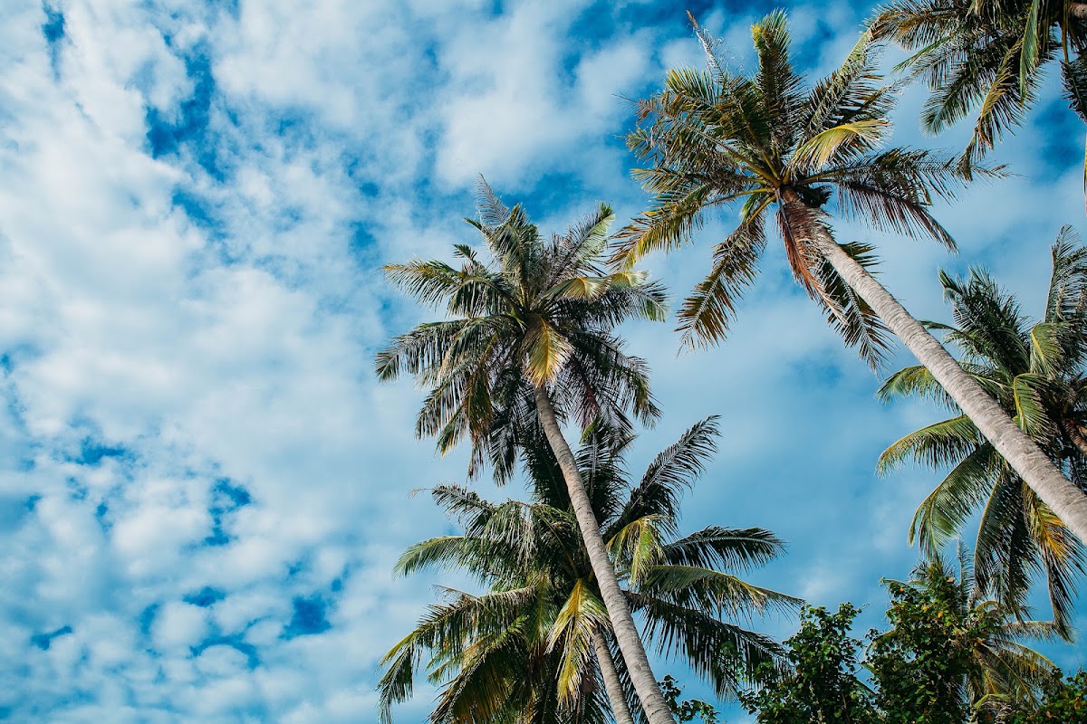Свадебный отчёт