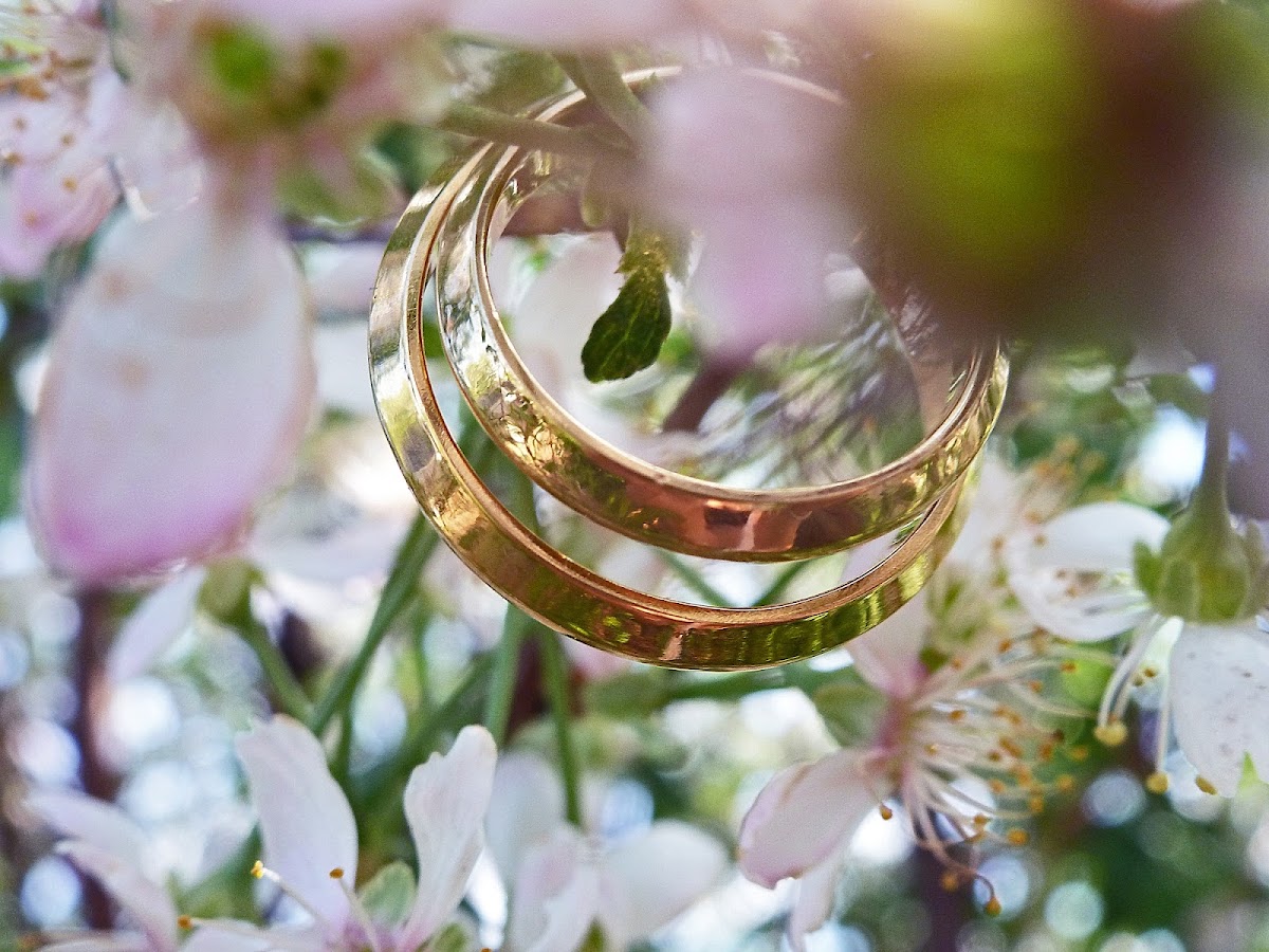 Blooming garden