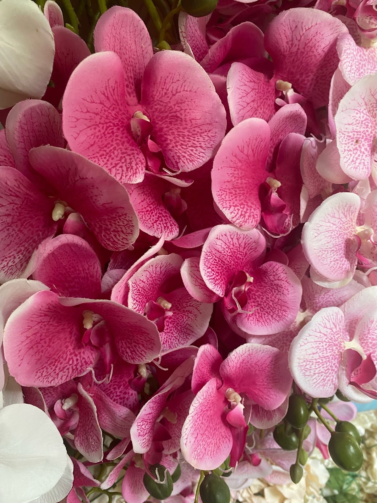 Florissimo — кадр 2 из 751