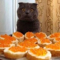 Елена Шмигельская