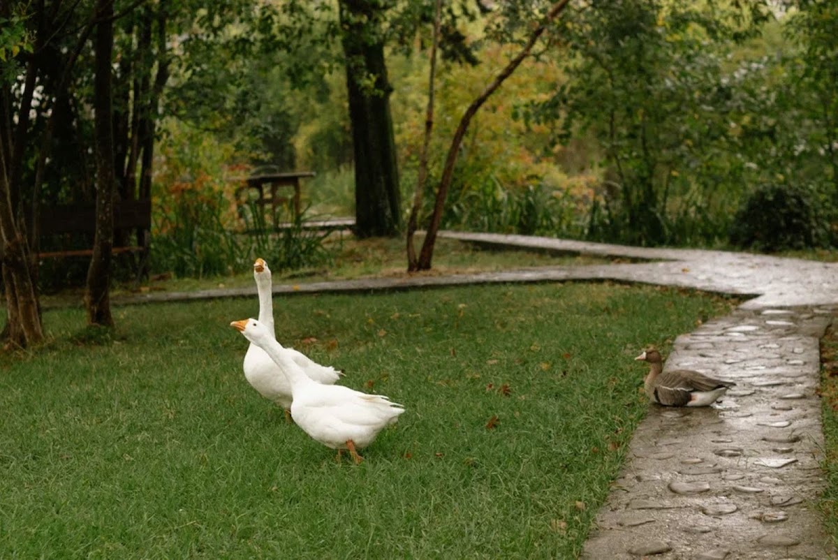 Фотогалерея ресторана